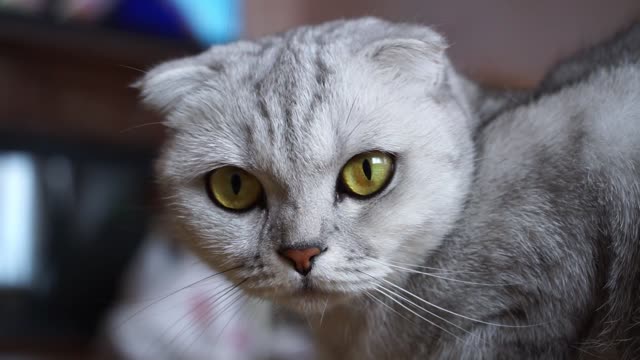 A Scottish Fold Cat's Face