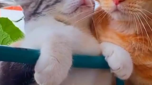 Adorable cat romantic moments