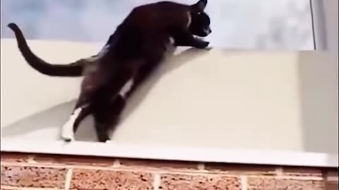 What would we do without cats! 😂🐱