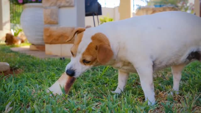 Dog eating video