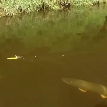 Catch Bigger Fish with the Savage Gear 3D Duck – The Ultimate Topwater Lure!