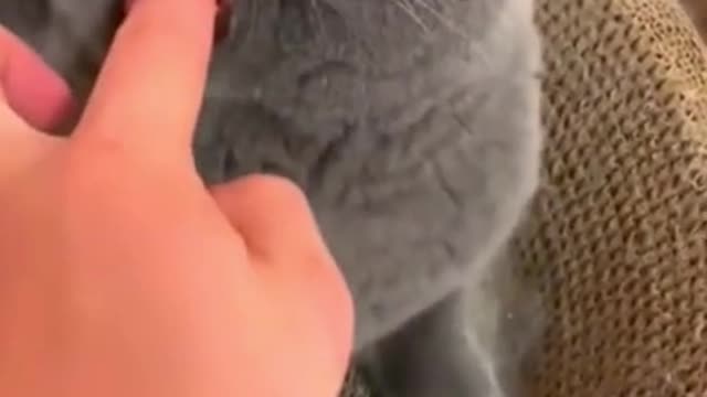 Funny cat | |Cute animals |Cat videos |Cute kittens| #Shorts| #kitten #cats #shorts #funny #animals