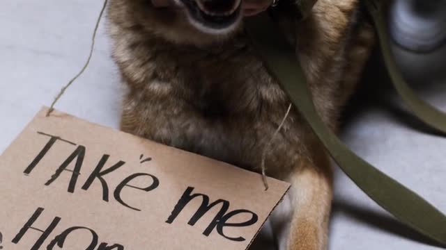 Funny dog video