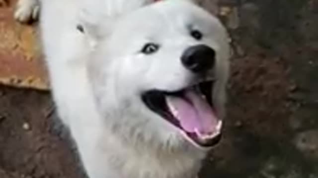 cute laughing white dog