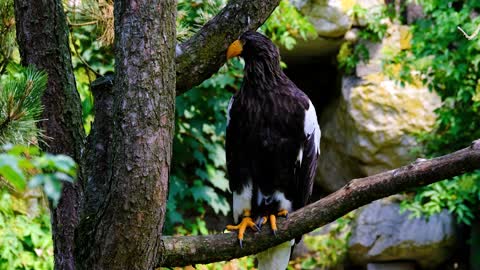 Eagle • Massachusetts • Greater spotted eagle Video #02