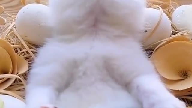 Baby Cats - Cute and Funny Cat Videos Compilation #1