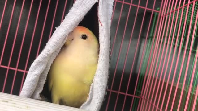 A beautiful bird appears and hides