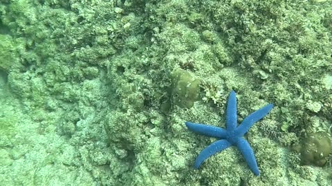 Snorkeling A Reef In Healing