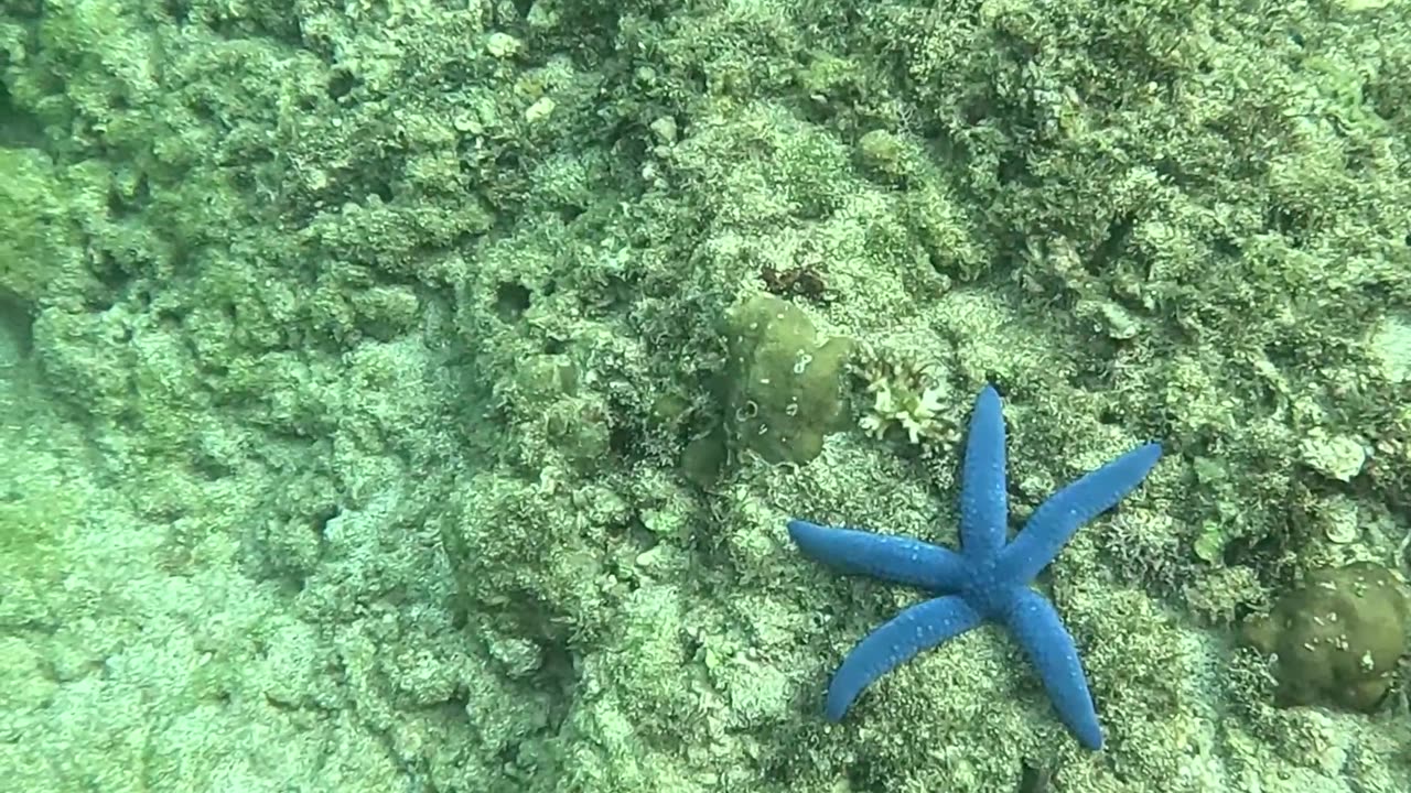 Snorkeling A Reef In Healing