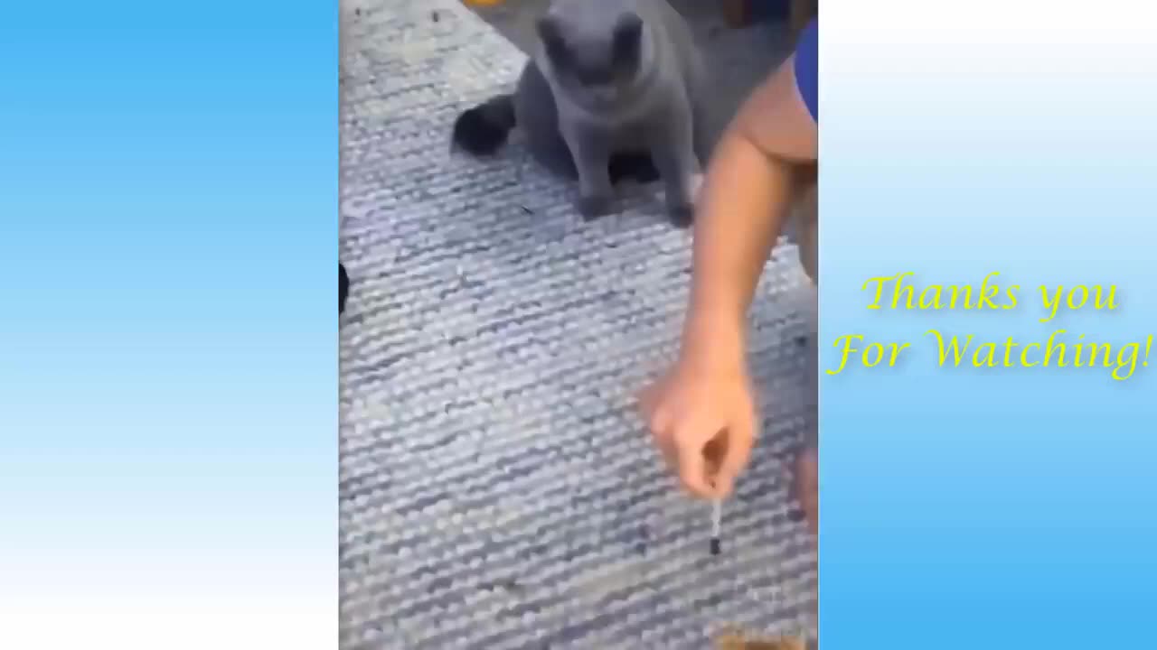 comedy video