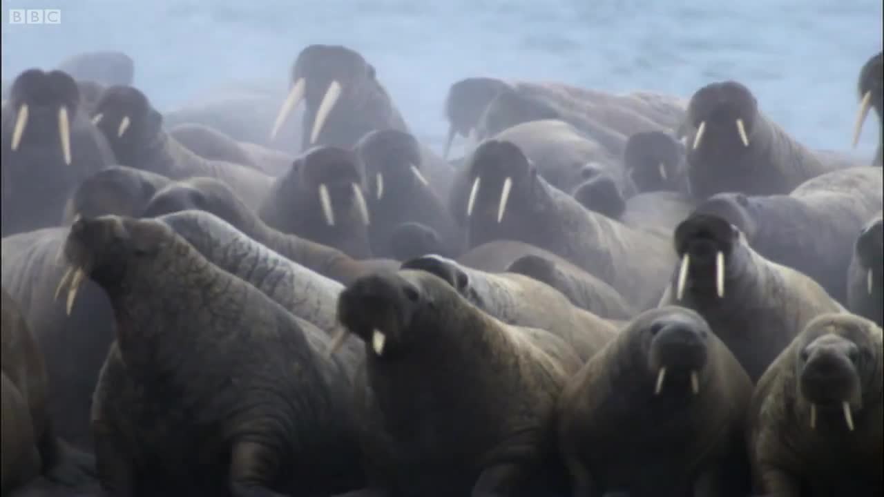 Polar Bear vs Walrus | Planet Earth | BBC Earth