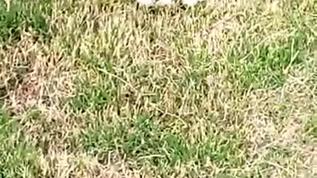 Kitten Loves Having Fun With Grass