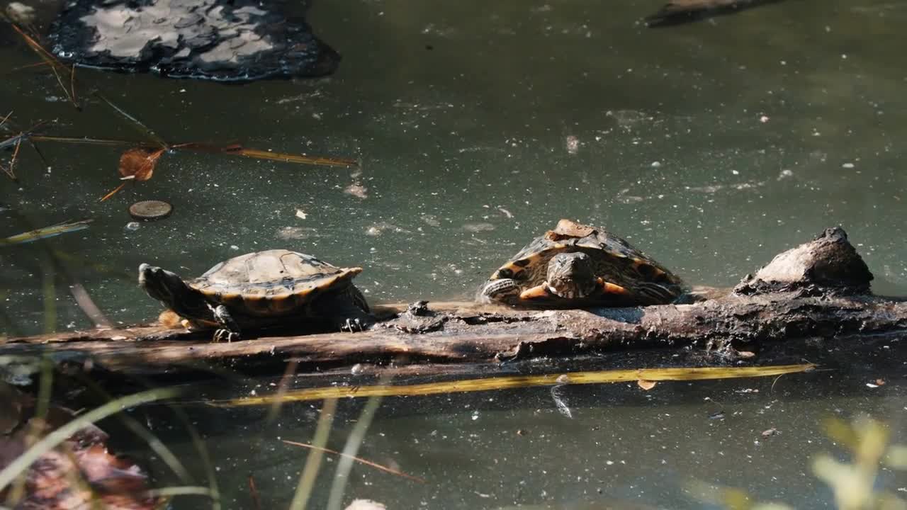 Turtles crawl on a log in the lake