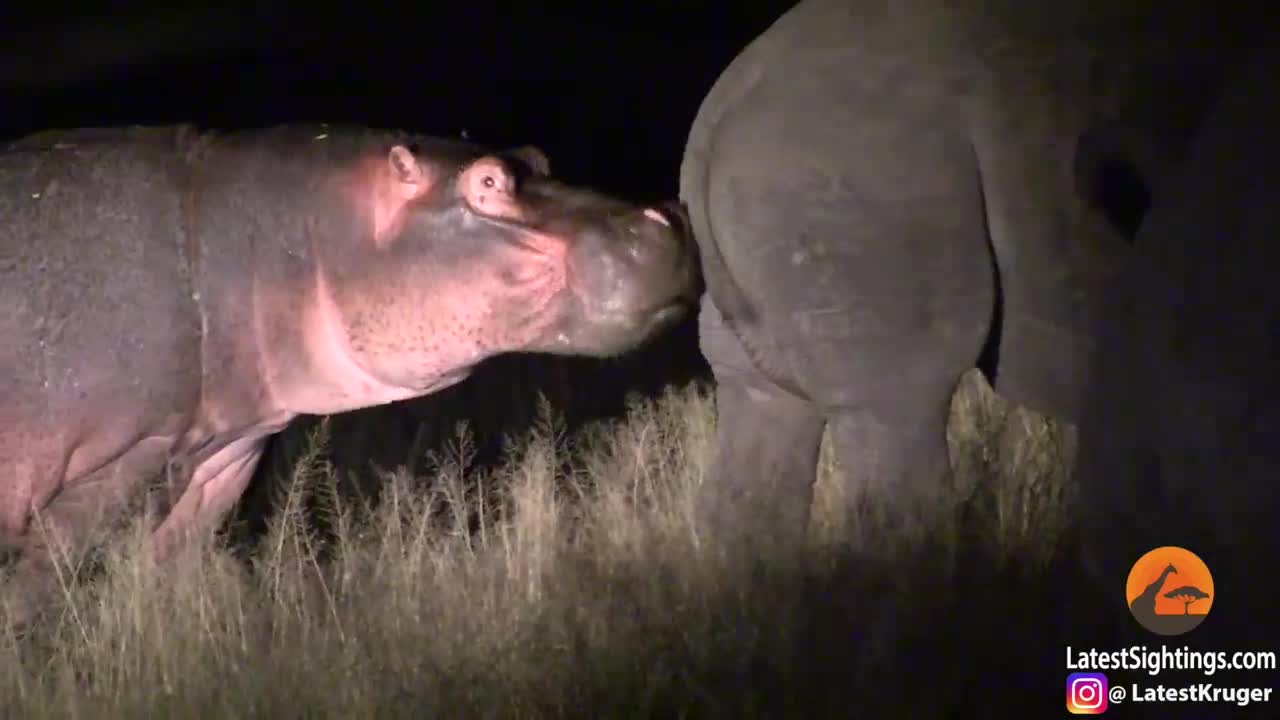 Hippo Learns Lesson From Rhinos ( 720 X 1280 )