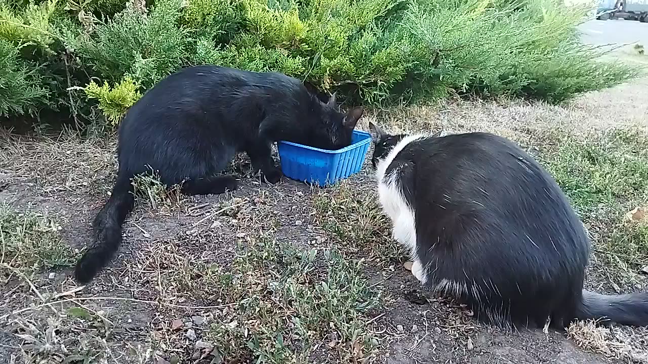 Kitty and cat having lunch in the bosom of nature😻🍽️🌿🐱