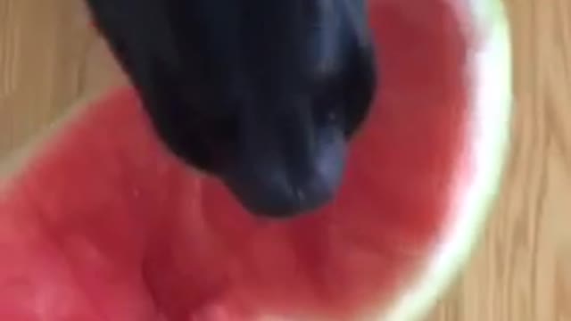 Black dog eating watermelon