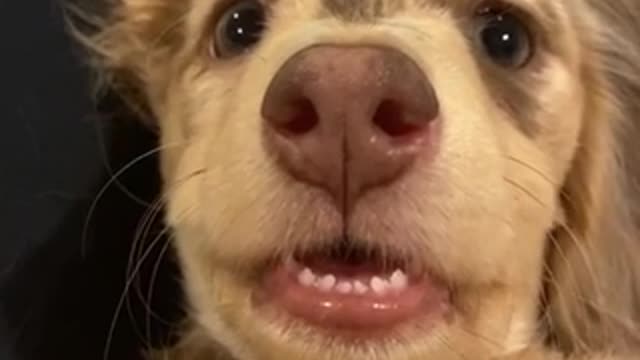 Baby teeth puppy