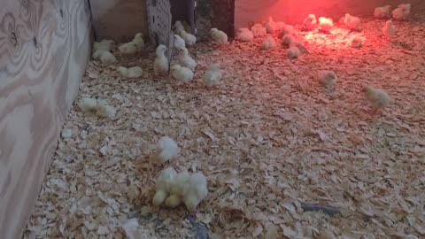 100 broiler chicks!!!