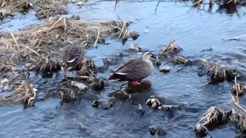 2 mallard ducks