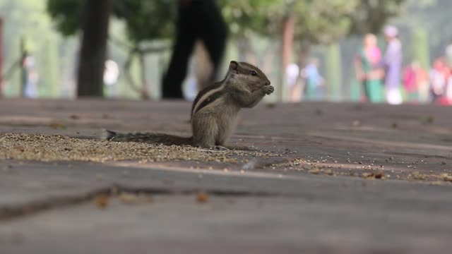 ANIMAIS ENGRAÇADOS - ESQUILOS