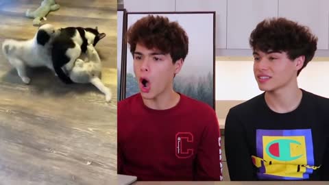 house pets on TikTok that are the cutest!