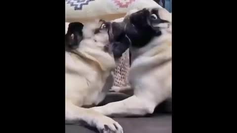 Funniest and Cutest Pug Dog Videos Compilation 2020 - Pug SOO Cute #01