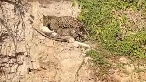 The behavior of wild animals that make you happy and excited