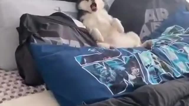 Cute husky lying on bed