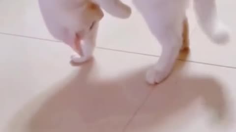 Funny Cat 😺