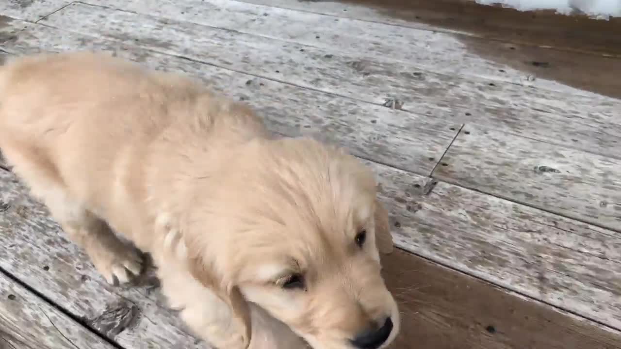 ADORABLE GOLDEN RETRIEVER PUPPY! *1 minute stress relief video*