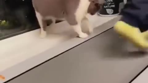 why does everyone like funny cat ?