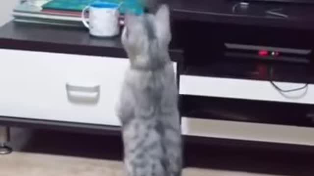 funny animals 02
