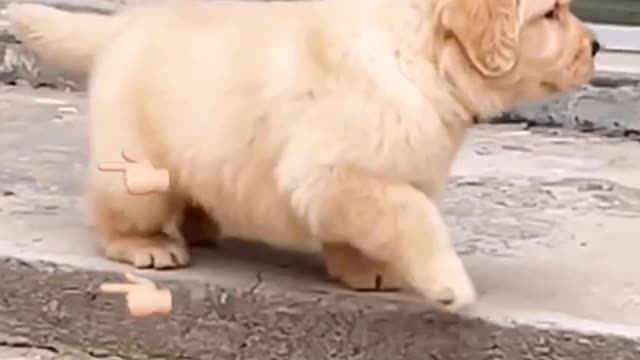 Cute dog fell down