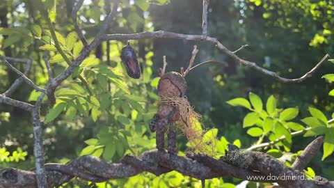 How I took this photo _ Becorn with a Butterfly