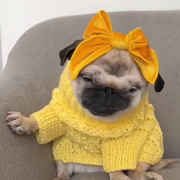 Funny animal viral video