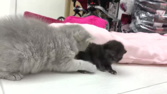 Small kittens help the adopted kitten to climb on a warm pillow