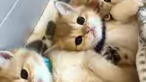 Lovely and funny animals cute kittens and funny video