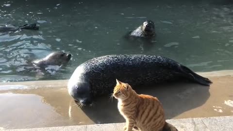 Cat versus Seal