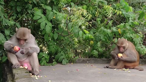 Monkeys eating apples!