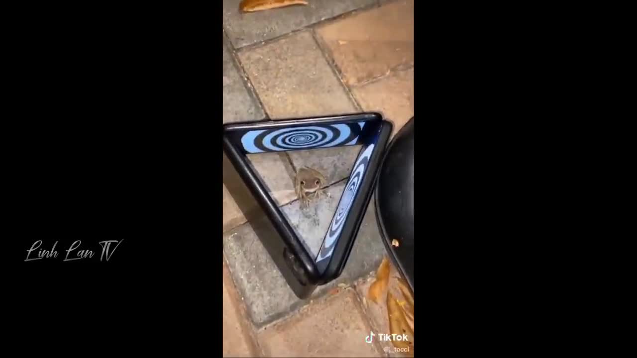 How frog Hypnotize