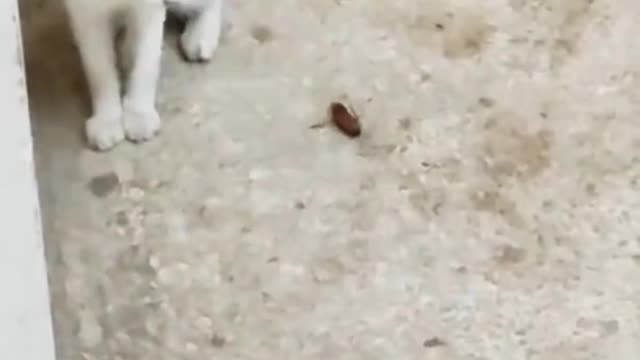 Kitten vs cockroach very funny seen.