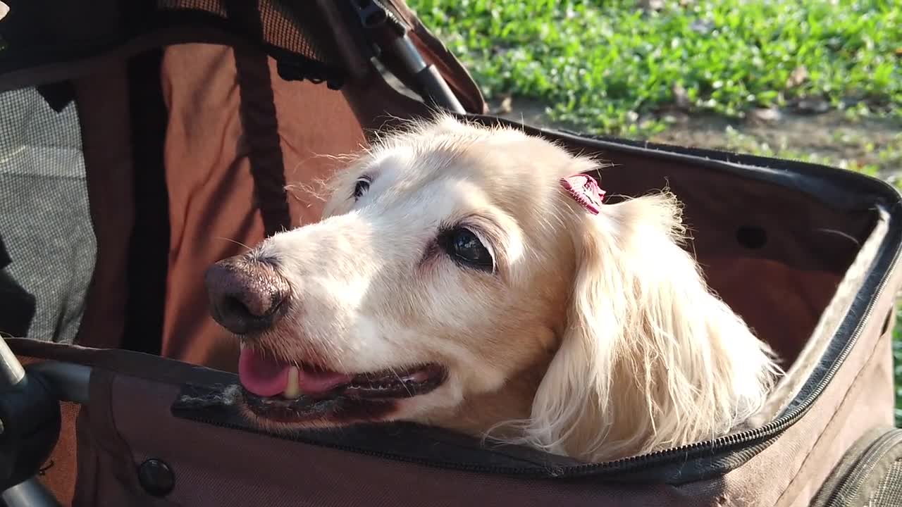 A funny dog inside the bag is a funny thing