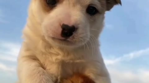 Puppy and chicken, shivering