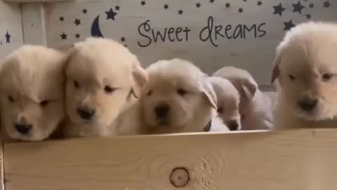 cute puppies