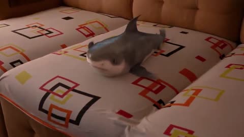 Cute baby shark actions