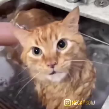funniest cats 🤣 compilation check it ↘️ description real earning website ✅