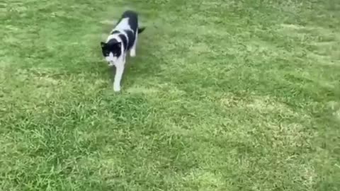ps Moments Viral Clips #shorts 😂_ #trending #animals #funny #reels