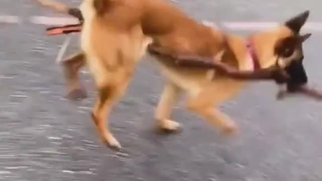 funny dog