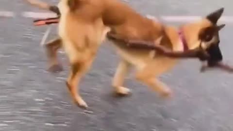 funny dog