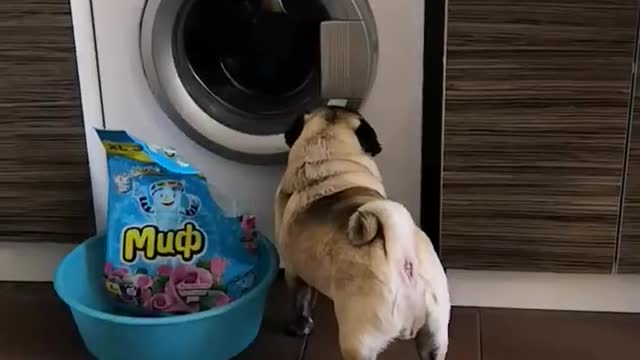 Pug thief!